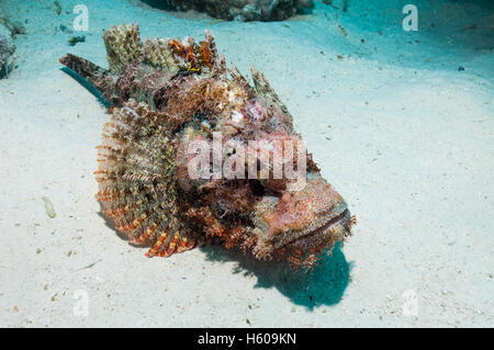 Scorpionfish barbu (Scorpaenopsis barbatus). L'Egypte, Mer Rouge. Banque D'Images