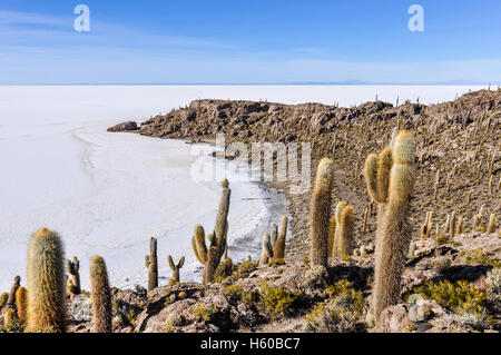 Groupe Cactus en Isla de Pescado au Salar de Uyuni, le plus grand de sel dans le monde, la Bolivie Banque D'Images