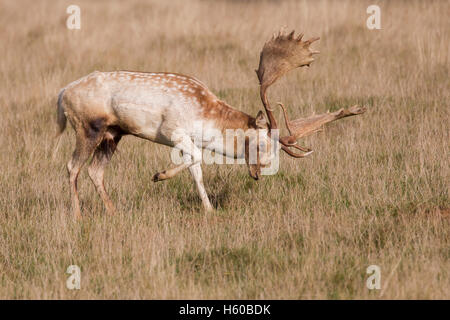 Le daim dama dama seul le terrain de patte buck, tôt le matin, pendant le rut, petworth West Sussex en Angleterre en octobre 2016 Banque D'Images