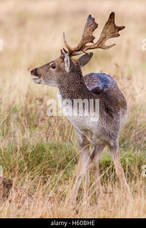 Le daim dama dama young buck sombre vue avant, pris tôt le matin durant le rut à Petworth, West Sussex, Angleterre en octobre Banque D'Images