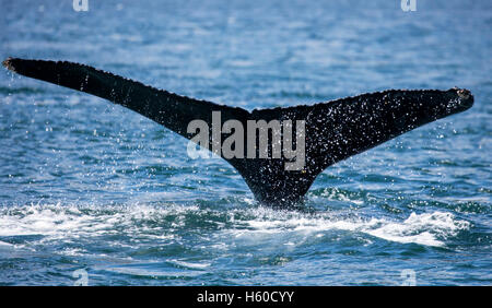 Queue de baleine à bosse avec de l'eau tombe dans le sud de l'Alaska. Banque D'Images