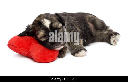 Cute Valentine couchage chien chiot Bichon Havanais sur un cœur rouge Banque D'Images