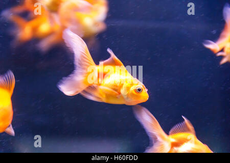 Photo de nage des poissons perroquet orange dans l'aquarium Banque D'Images