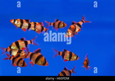 Groupe de poissons à rayures dans une cuve d'aquarium Banque D'Images