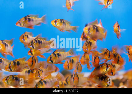 Grand groupe de petits poissons dans l'eau Banque D'Images