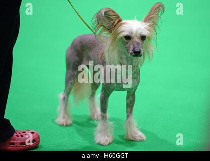 Chien Chinois à Crête Trixie attend d'être jugé dans la catégorie non sportives sur le premier jour de son chenil de chiens Eukanuba Découvrez spectacle à l'ExCeL à Londres. Banque D'Images