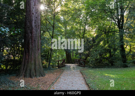 View Park. Les feuilles vertes des arbres. rayons de soleil font leur chemin à travers elle. Bon pour une carte, un calendrier ou de veille. Banque D'Images