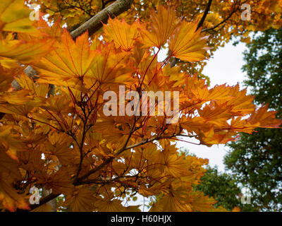 Acer shirasawanum Aureum cv en couleurs d'automne Banque D'Images