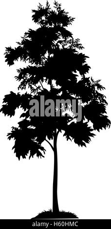 Acacia et silhouette d'herbe Illustration de Vecteur