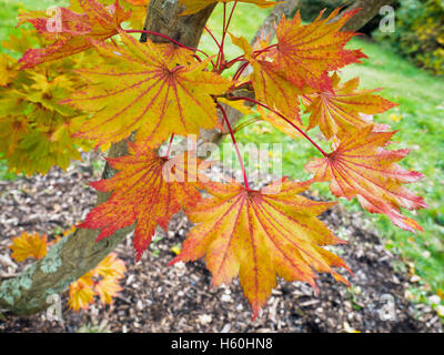 Acer shirasawanum Aureum cv en couleurs d'automne Banque D'Images