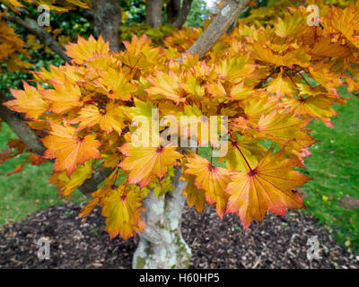 Acer shirasawanum Aureum cv en couleurs d'automne Banque D'Images