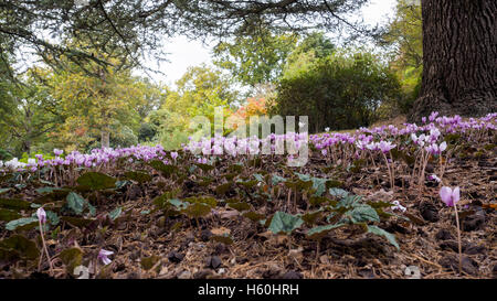 Cyclamen persicum (sauvages) en pleine floraison Banque D'Images