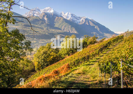 Vue depuis le vignoble biologique des Granges n° nus & Fenis, vallée d'Aoste, Italie. Banque D'Images