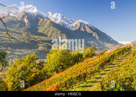 Vue depuis le vignoble biologique des Granges n° nus & Fenis, vallée d'Aoste, Italie. Banque D'Images