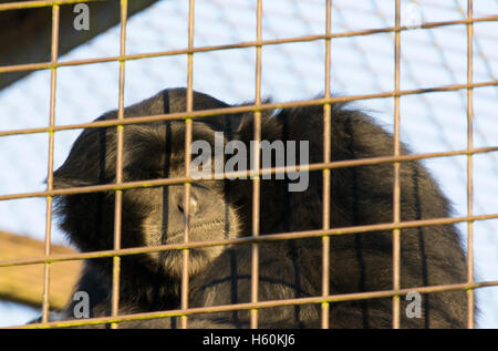 Portrait d'un singe à la recherche à travers les barreaux d'une cage Banque D'Images