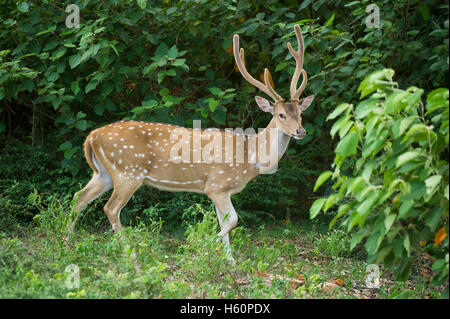 Spotted deer, mâle (Axis axis), Parc national de Yala, au Sri Lanka Banque D'Images