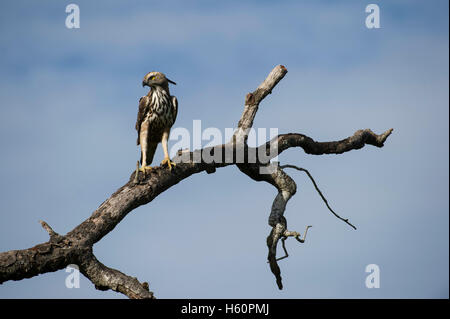 Cormoran à hawk eagle, Nisaetus cirrhatus, parc national de Yala, au Sri Lanka Banque D'Images