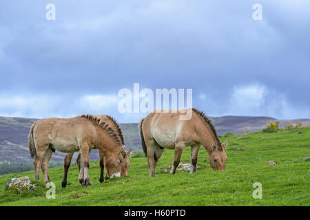 Les chevaux de Przewalski (Equus ferus przewalskii) indigène dans les steppes de Mongolie, l'Asie centrale dans les prairies de pâturage Banque D'Images