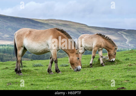 Deux chevaux de Przewalski (Equus ferus przewalskii) indigène dans les steppes de Mongolie, l'Asie centrale dans les prairies de pâturage Banque D'Images