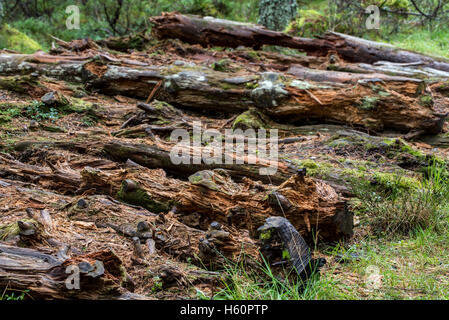 Amas de troncs de pins en décomposition laissés à pourrir sur le sol de la forêt comme bois mort, de l'habitat pour les invertébrés, les mousses et les champignons Banque D'Images