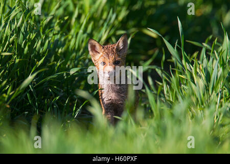 Curieux red fox ( Vulpes vulpes) cub / kit sortant d'herbage au printemps Banque D'Images