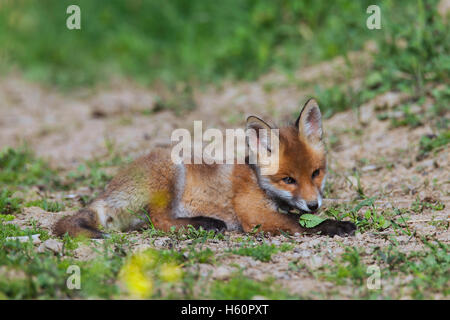 Red Fox (Vulpes vulpes) / kit cub lying in field au printemps Banque D'Images