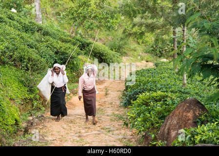 Tamil plateau picker dans la plantation de thé, Haputale, Sri Lanka Banque D'Images