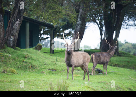 Sambar, Rusa unicolor, Parc National de Horton Plains, Sri Lanka Banque D'Images