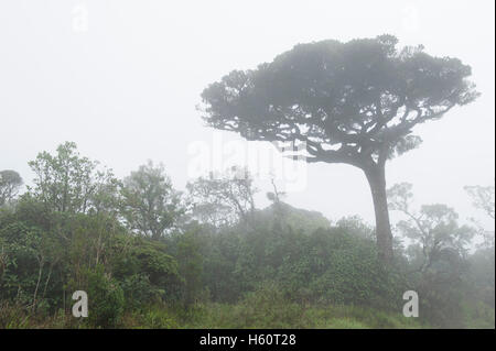 Le mont Pidurutalagala Pedro ou dans la brume, la plus haute montagne à Sri Lanka à 2524m, Nuwara Eliya, Sri Lanka Banque D'Images