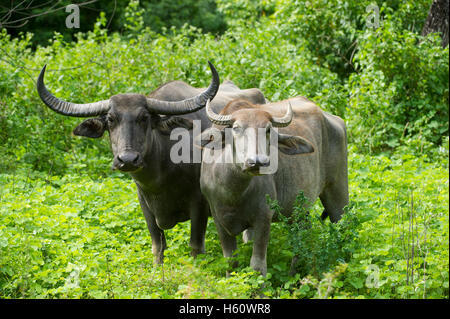 Wild Water buffalo, Bubalus bubalus, parc national de Yala, au Sri Lanka Banque D'Images