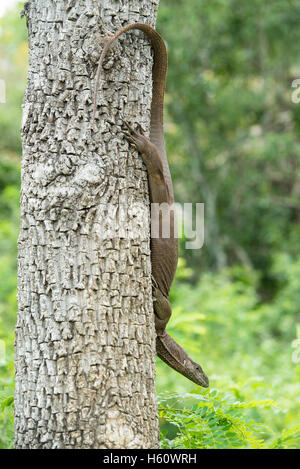 Moniteur des terres dans un arbre (Varanus bengalensis), Parc national de Yala, au Sri Lanka Banque D'Images