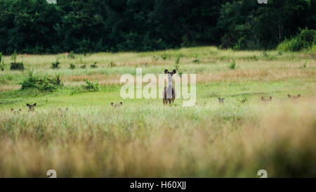 Deer Barking avec une belle pose dans l'environnement de jungle. Deer Barking dans le parc national Khao Yai, Thaïlande Banque D'Images