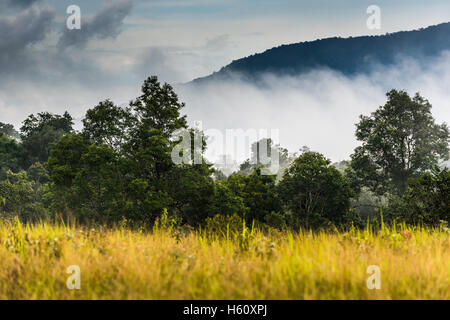 Forêt de pluie Brouillard Meadow Banque D'Images