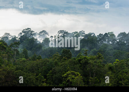 Forêt tropicale, parc national Khao Yai Thaïlande Banque D'Images