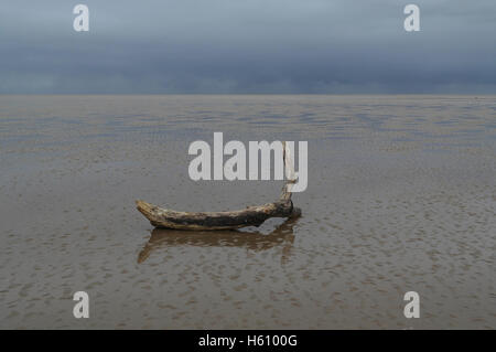 Petit arbre log étendu et en réfléchissant sur télévision étendue de plage de sable, humide vers black sky horizon, Fairhaven, Lytham St Annes, UK Banque D'Images