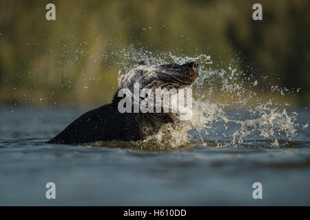 Ours brun européen Europaeischer / Braunbaer ( Ursus arctos ) prendre un bain, baignade, secouer l'eau hors de sa fourrure, fourrure. Banque D'Images