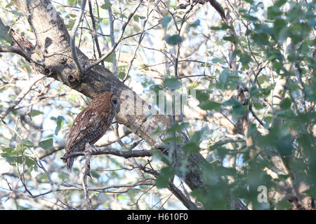 Tawny Owl (Strix Aluco enr) perché dans un arbre à droite, Andalousie, espagne. Banque D'Images