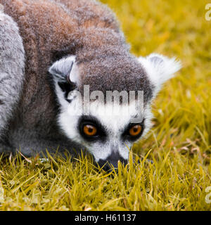 Square close up portrait of a ring-tailed lemur. Banque D'Images