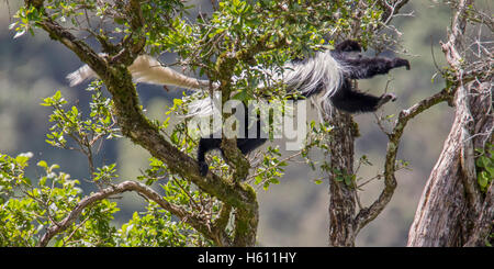L'est le noir et blanc, colobus guereza colobus monkey, sautant partout dans le couvert forestier aberdare national park, Kenya Banque D'Images