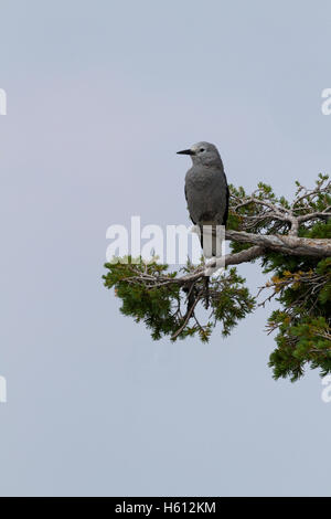 Le casse-noix, un oiseau sauvage, est perché sur la branche d'evergreen dans Crater Lake National Park dans l'Oregon, USA. Banque D'Images