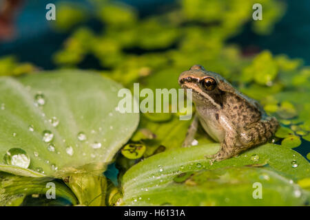 La métamorphose de la grenouille des bois Banque D'Images