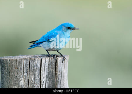 Le merlebleu azuré mâle (Sialia currucoides) perché sur fencepost, Elmore County, Ohio Banque D'Images