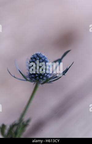 Macro d'une fleur de chardon bleu Eryngium unique avec le détail de sa tête teinté violet visible. Banque D'Images