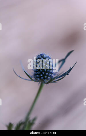 Macro d'une fleur de chardon bleu Eryngium unique avec le détail de sa tête teinté violet visible. Banque D'Images