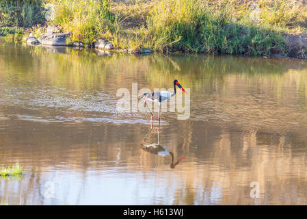 Saddle-billed stork la chasse dans l'eau. Le Parc National Kruger, célèbre destination de voyage en Afrique du Sud. Banque D'Images
