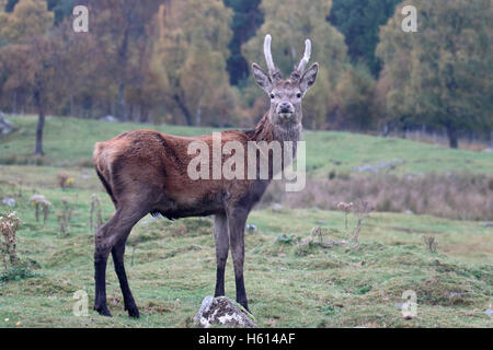 Red Deer (Cervus elaphus, homme célibataire sur herbe, Ecosse, Octobre 2016 Banque D'Images
