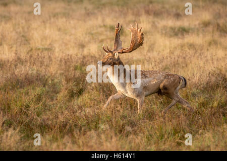 Le daim dama dama buck unique fonctionnant en herbage, tôt le matin au cours du rut à Petworth West Sussex en Angleterre en octobre Banque D'Images