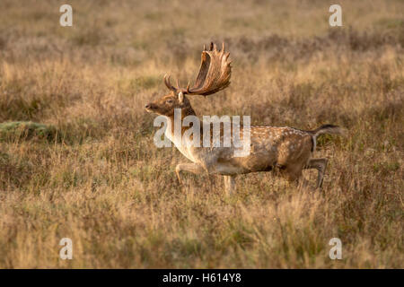 Le daim dama dama buck unique fonctionnant en herbage, tôt le matin, dans l'ornière à Petworth West Sussex England octobre 2016 Banque D'Images