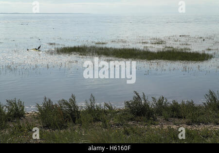 Journée ensoleillée sur Germandrée plantes à marée haute inondé saltmarsh avec Héron cendré debout sur un tronc d'arbre log, Fairhaven, UK Banque D'Images