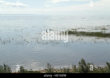 Sunny View dans le dessus des plantes Germandrée à marée haute saltmarsh avec Héron cendré debout sur tronc d'arbre log, Fairhaven, UK Banque D'Images